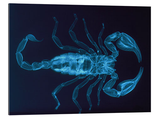 Galleriprint X-ray of the scorpion, Palamnaeus fulvipes