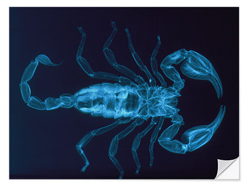 Wall sticker X-ray of the scorpion, Palamnaeus fulvipes