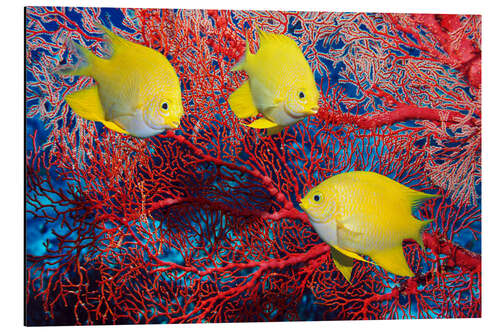 Aluminium print Golden damselfish