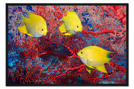 Gerahmter Kunstdruck Goldene Riffbarsche mit Koralle