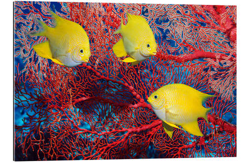 Gallery print Golden damselfish