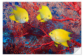 Vinilo para la pared Golden damselfish