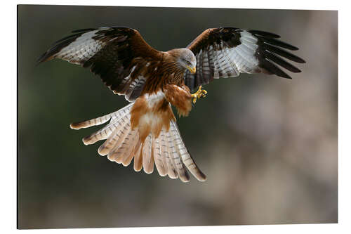 Aluminiumtavla Red kite