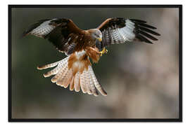 Gerahmter Kunstdruck Rotmilan im Flug