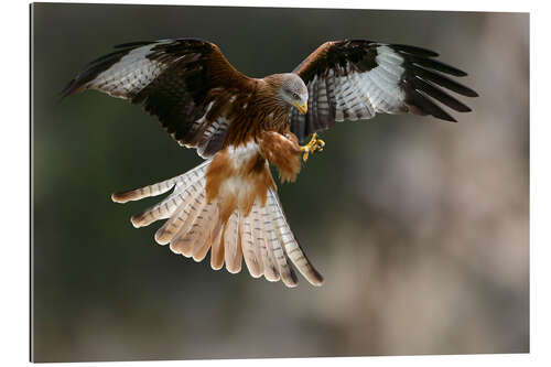 Gallery print Red kite