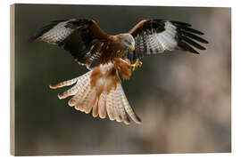 Quadro de madeira Red kite