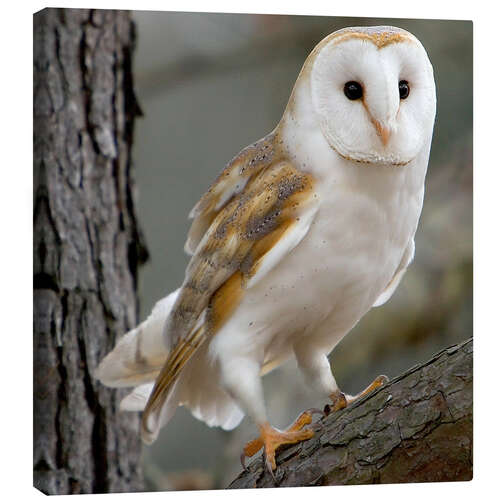 Canvas print Portrait photograph of a Barn Owl