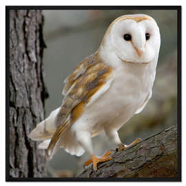 Gerahmter Kunstdruck Porträt einer Schleiereule