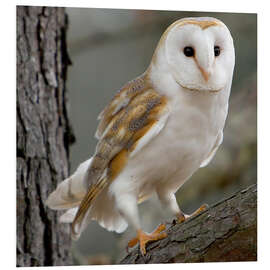 Foam board print Portrait photograph of a Barn Owl