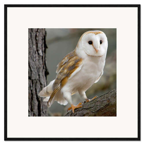 Ingelijste kunstdruk Portrait photograph of a Barn Owl