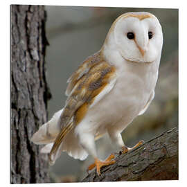 Gallery print Portrait photograph of a Barn Owl