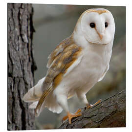Magnettafel Porträt einer Schleiereule