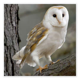 Poster Portrait photograph of a Barn Owl