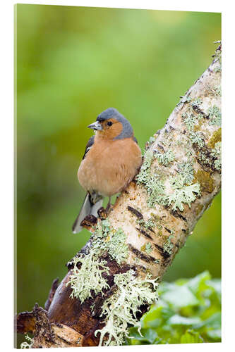 Akryylilasitaulu Chaffinch