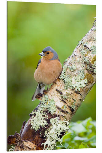 Aluminium print Chaffinch