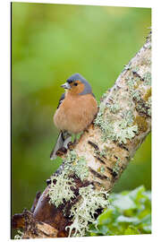 Aluminium print Chaffinch