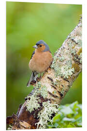 Foam board print Chaffinch