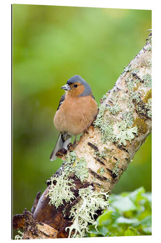 Gallery print Chaffinch