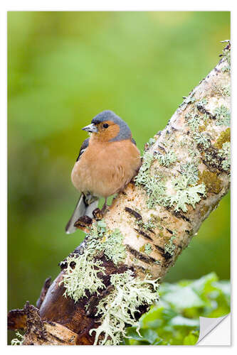 Naklejka na ścianę Chaffinch