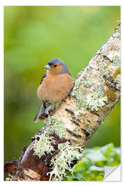 Vinilo para la pared Chaffinch