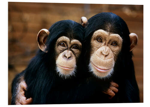 Stampa su PVC Friendly Chimpanzees