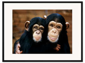 Gerahmter Kunstdruck Liebevolle Schimpansen
