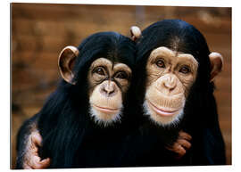 Galleriprint Friendly Chimpanzees