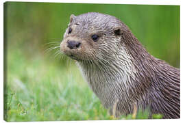 Canvas print European otter