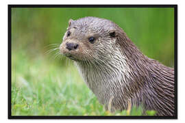 Gerahmter Kunstdruck Porträt eines Otters