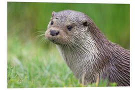 Foam board print European otter