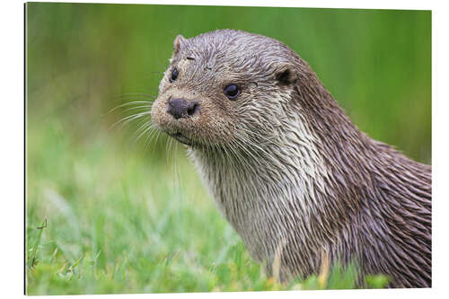 Gallery print European otter