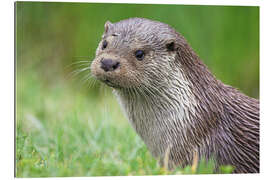 Gallery print European otter