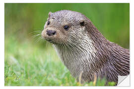 Naklejka na ścianę European otter