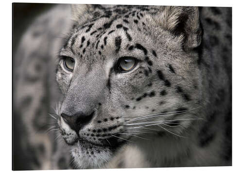 Aluminium print Snow leopard