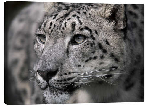 Canvas print Snow leopard