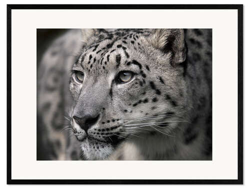 Impressão artística com moldura Snow leopard