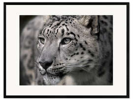 Inramat konsttryck Snow leopard