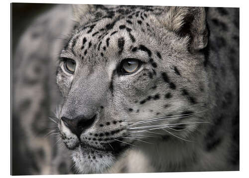 Galleriprint Snow leopard