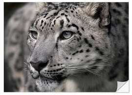 Adesivo murale Snow leopard