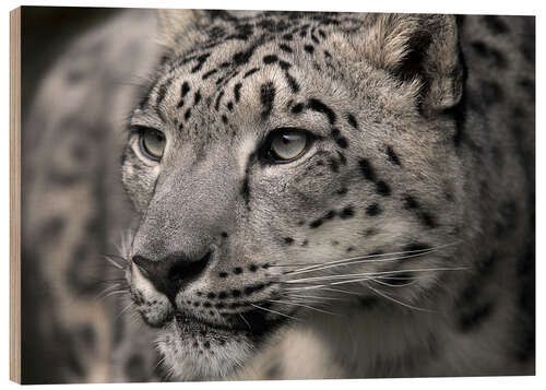 Wood print Snow leopard