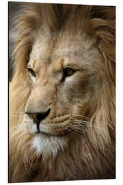 Magnettafel Löwenportrait
