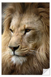 Selvklebende plakat Lion Portrait