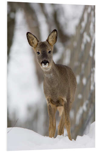 Stampa su PVC Roe deer in winter