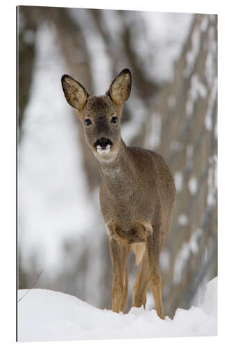 Gallery print Roe deer in winter