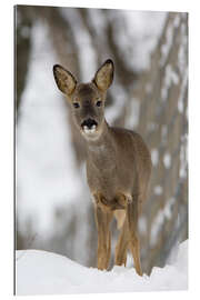 Galleriprint Roe deer in winter