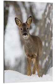 Magnettafel Reh im Winter