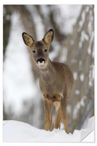 Naklejka na ścianę Roe deer in winter