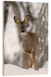 Quadro de madeira Roe deer in winter