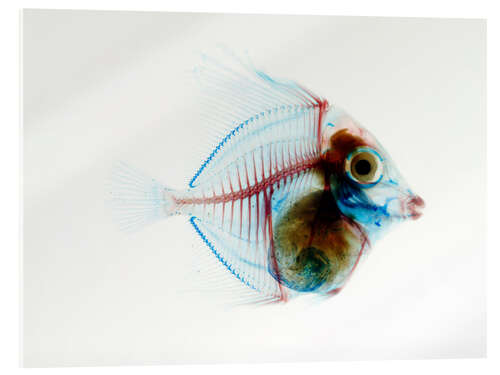 Tableau en verre acrylique Poisson transparent