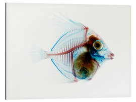 Aluminium print Transparent fish